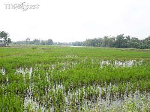 Rice Fields in Hoi An