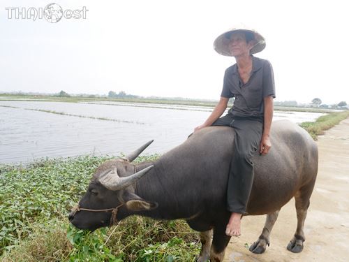 Cycling around Hoi An 